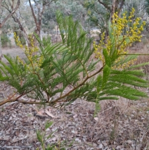 Acacia decurrens at Fadden, ACT - 28 Jul 2023