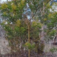Acacia decurrens at Fadden, ACT - 28 Jul 2023