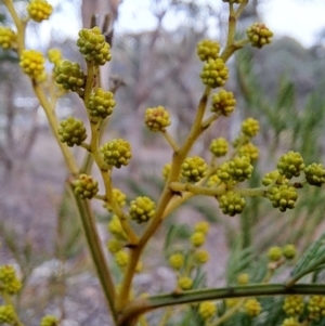 Acacia decurrens at Fadden, ACT - 28 Jul 2023