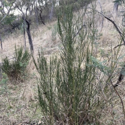 Cytisus scoparius subsp. scoparius (Scotch Broom, Broom, English Broom) at Wanniassa Hill - 16 Jul 2023 by AnneG1