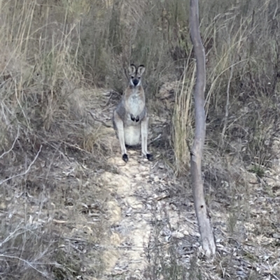 Notamacropus rufogriseus (Red-necked Wallaby) at Fadden, ACT - 16 Jul 2023 by AnneG1