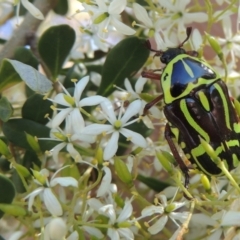 Bursaria spinosa (Native Blackthorn, Sweet Bursaria) at Pollinator-friendly garden Conder - 9 Jan 2023 by michaelb