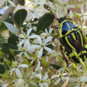 Bursaria spinosa at Conder, ACT - 9 Jan 2023