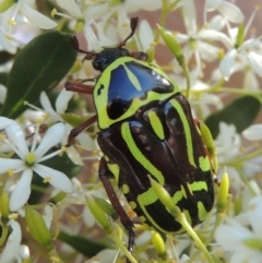 Eupoecila australasiae (Fiddler Beetle) at Pollinator-friendly garden Conder - 9 Jan 2023 by michaelb