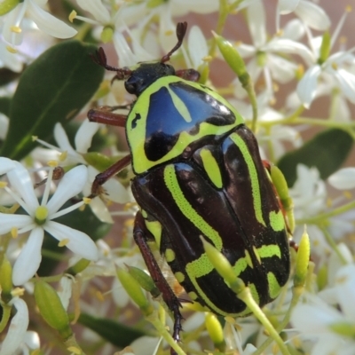 Eupoecila australasiae (Fiddler Beetle) at Conder, ACT - 9 Jan 2023 by MichaelBedingfield