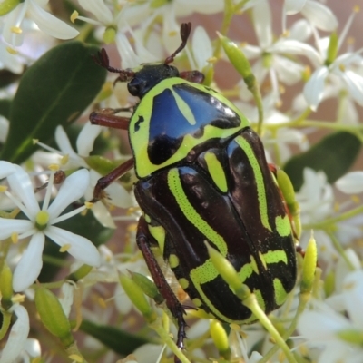 Eupoecila australasiae (Fiddler Beetle) at Pollinator-friendly garden Conder - 9 Jan 2023 by michaelb