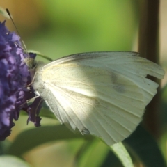 Pieris rapae (Cabbage White) at Conder, ACT - 10 Jan 2023 by michaelb