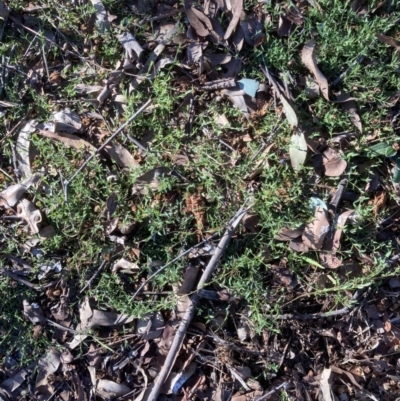 Einadia nutans subsp. nutans (Climbing Saltbush) at Belconnen, ACT - 28 Jul 2023 by JohnGiacon