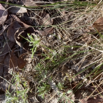 Vittadinia muelleri (Narrow-leafed New Holland Daisy) at Flea Bog Flat to Emu Creek Corridor - 27 Jul 2023 by JohnGiacon