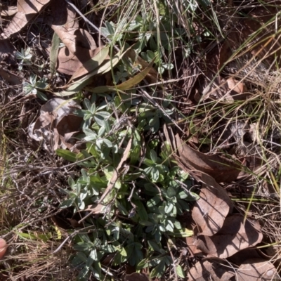 Gamochaeta sp. (Cudweed) at Belconnen, ACT - 27 Jul 2023 by JohnGiacon