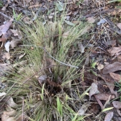 Nassella trichotoma (Serrated Tussock) at Emu Creek - 27 Jul 2023 by JohnGiacon