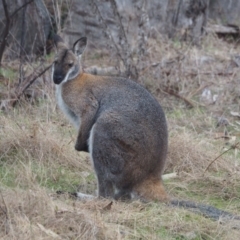Notamacropus rufogriseus (Red-necked Wallaby) at Belconnen, ACT - 28 Jul 2023 by wombey