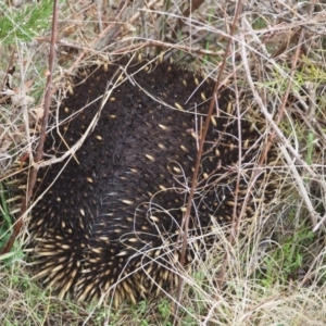 Tachyglossus aculeatus at Belconnen, ACT - 28 Jul 2023 11:33 AM