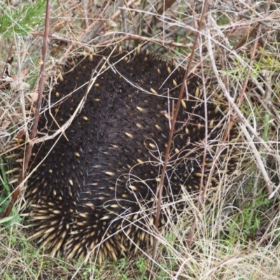 Tachyglossus aculeatus (Short-beaked Echidna) at Woodstock Nature Reserve - 28 Jul 2023 by wombey