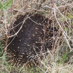 Tachyglossus aculeatus (Short-beaked Echidna) at Belconnen, ACT - 28 Jul 2023 by wombey