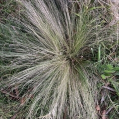 Nassella trichotoma (Serrated Tussock) at Hackett, ACT - 27 Jul 2023 by waltraud