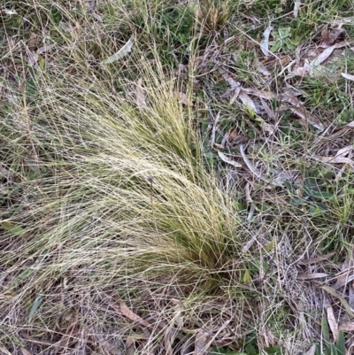 Nassella trichotoma (Serrated Tussock) at Mount Majura - 27 Jul 2023 by waltraud