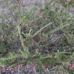 Grevillea rosmarinifolia subsp. rosmarinifolia (Rosemary Grevillea) at Mount Majura - 27 Jul 2023 by waltraud