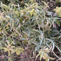 Passiflora caerulea (Blue Passionflower) at Hackett, ACT - 27 Jul 2023 by waltraud