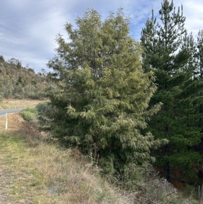 Grevillea robusta (Silky Oak) at Uriarra Village, ACT - 22 Jun 2023 by dwise