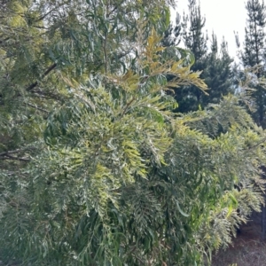 Grevillea robusta at Uriarra Village, ACT - 22 Jun 2023