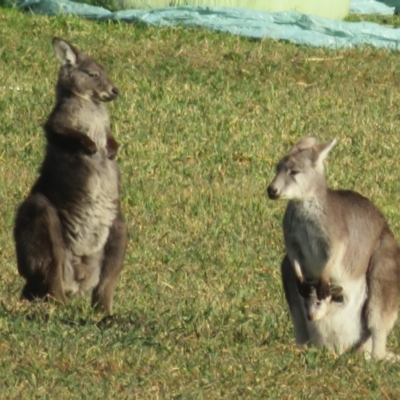 Osphranter robustus robustus (Eastern Wallaroo) at Booth, ACT - 27 Jul 2023 by Christine