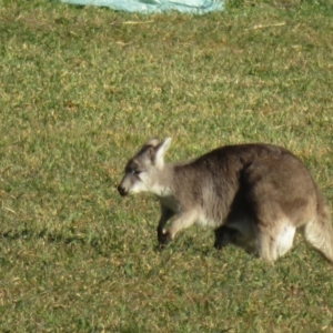 Osphranter robustus robustus at Booth, ACT - 27 Jul 2023