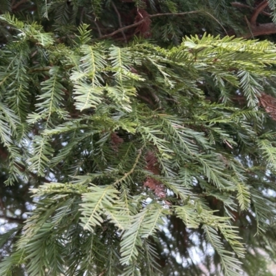 Sequoia sempervirens (Californian Redwood) at Paddys River, ACT - 22 Jun 2023 by dwise