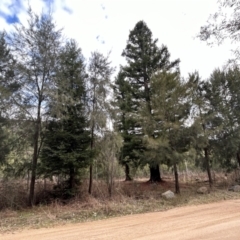 Sequoia sempervirens at Paddys River, ACT - 22 Jun 2023 11:02 AM