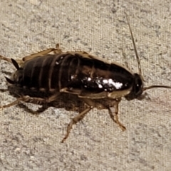 Blatella germanica (German Cockroach) at Holt, ACT - 27 Jul 2023 by trevorpreston