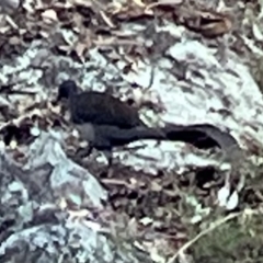 Menura novaehollandiae (Superb Lyrebird) at Isaacs, ACT - 27 Jul 2023 by Rabbits2014
