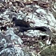 Menura novaehollandiae (Superb Lyrebird) at Isaacs, ACT - 26 Jul 2023 by Rabbits2014