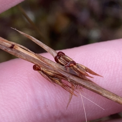 Cymbopogon refractus (Barbed-wire Grass) at Majura, ACT - 28 Jun 2023 by Tapirlord