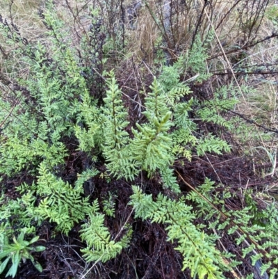 Cheilanthes sieberi subsp. sieberi (Mulga Rock Fern) at Majura, ACT - 28 Jun 2023 by Tapirlord