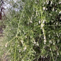 Clematis leptophylla (Small-leaf Clematis, Old Man's Beard) at Mount Majura - 28 Jun 2023 by Tapirlord