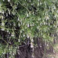 Clematis leptophylla at Majura, ACT - 28 Jun 2023