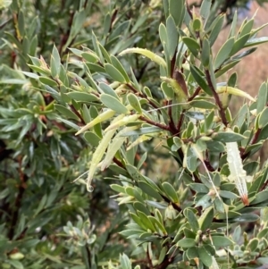 Styphelia triflora at Majura, ACT - 28 Jun 2023