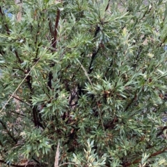 Styphelia triflora at Majura, ACT - 28 Jun 2023