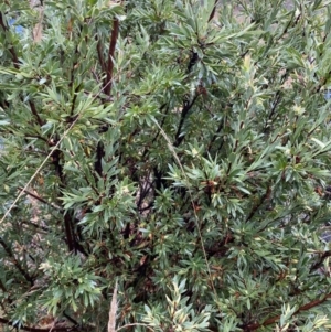 Styphelia triflora at Majura, ACT - 28 Jun 2023