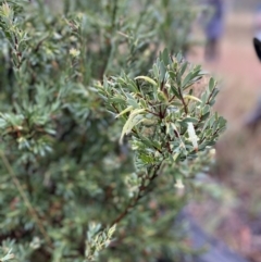 Styphelia triflora at Majura, ACT - 28 Jun 2023