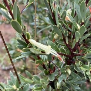 Styphelia triflora at Majura, ACT - 28 Jun 2023