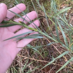 Stypandra glauca (Nodding Blue Lily) at Majura, ACT - 28 Jun 2023 by Tapirlord