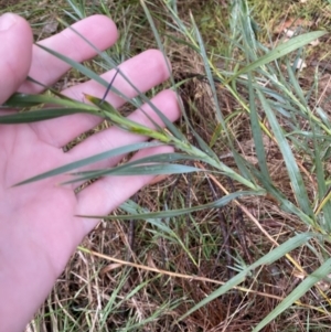 Stypandra glauca at Majura, ACT - 28 Jun 2023