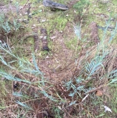 Stypandra glauca at Majura, ACT - 28 Jun 2023