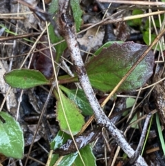 Goodenia hederacea subsp. hederacea (Ivy Goodenia, Forest Goodenia) at Mount Majura - 28 Jun 2023 by Tapirlord