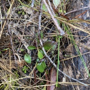 Goodenia hederacea subsp. hederacea at Majura, ACT - 28 Jun 2023