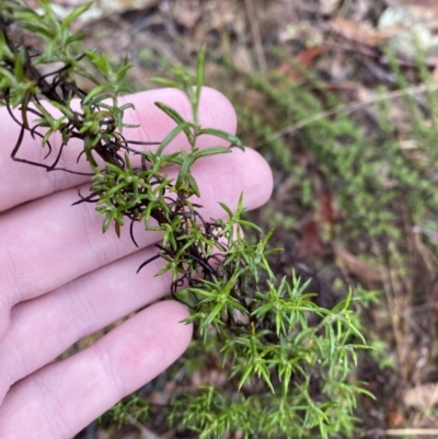 Chrysocephalum semipapposum (Clustered Everlasting) at Majura, ACT - 28 Jun 2023 by Tapirlord