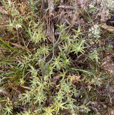 Melichrus urceolatus (Urn Heath) at Majura, ACT - 28 Jun 2023 by Tapirlord