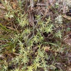 Melichrus urceolatus (Urn Heath) at Mount Majura - 28 Jun 2023 by Tapirlord