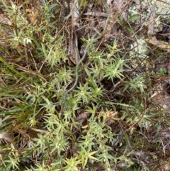 Melichrus urceolatus at Majura, ACT - 28 Jun 2023